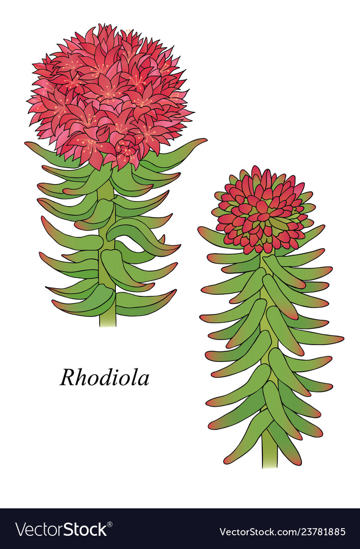 Родиола розовая рисунок