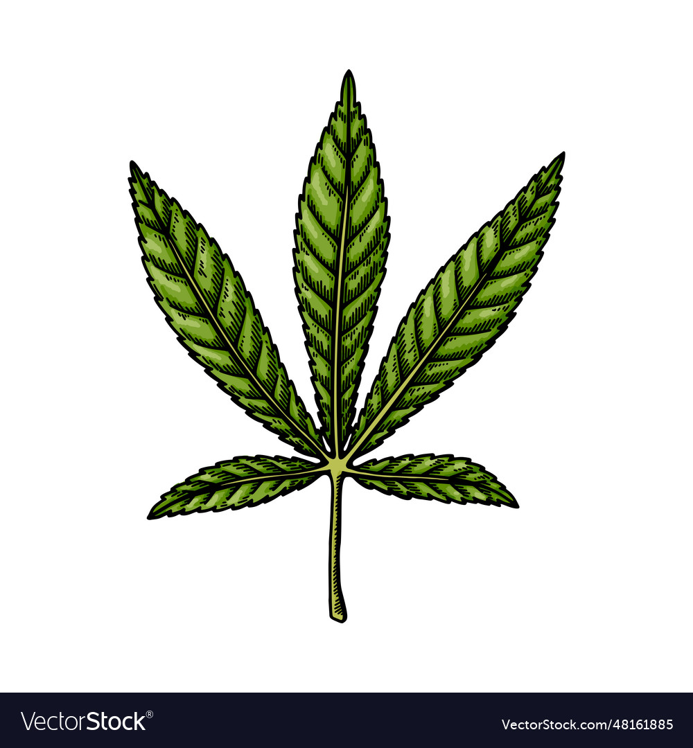 Cannabis ruderalis leaf sketch marijuana Vector Image