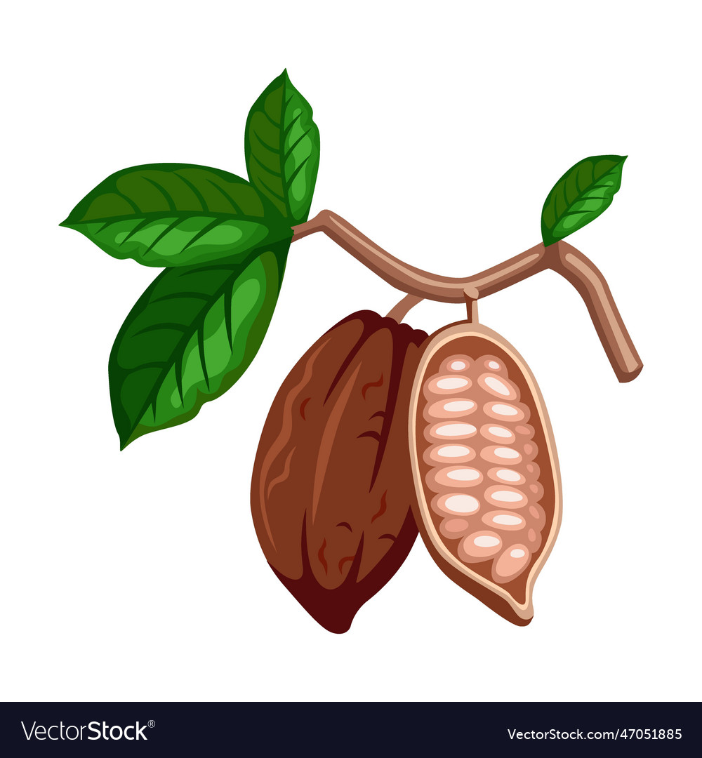 Chocolate cocoa bean on branch with leaves Vector Image