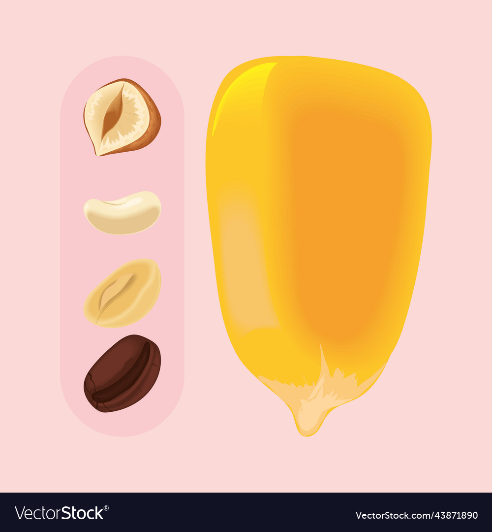 Set of nuts and beans Royalty Free Vector Image