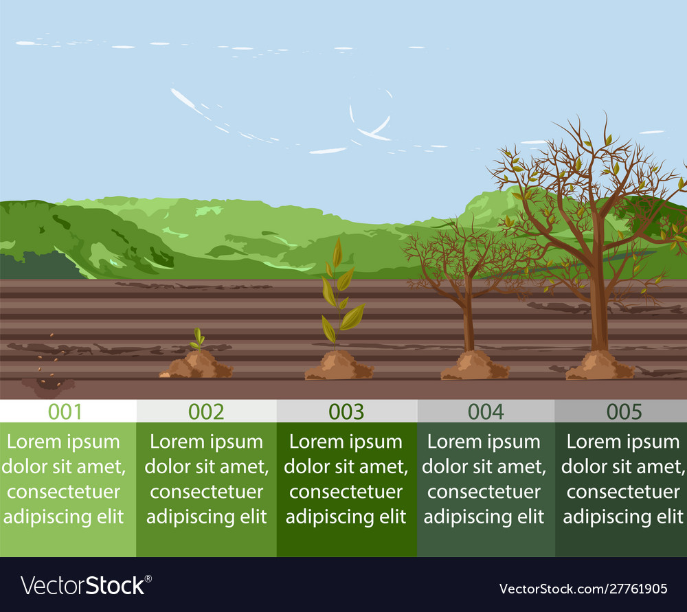 Plant Growth Stages Planting Tree Royalty Free Vector I – NBKomputer