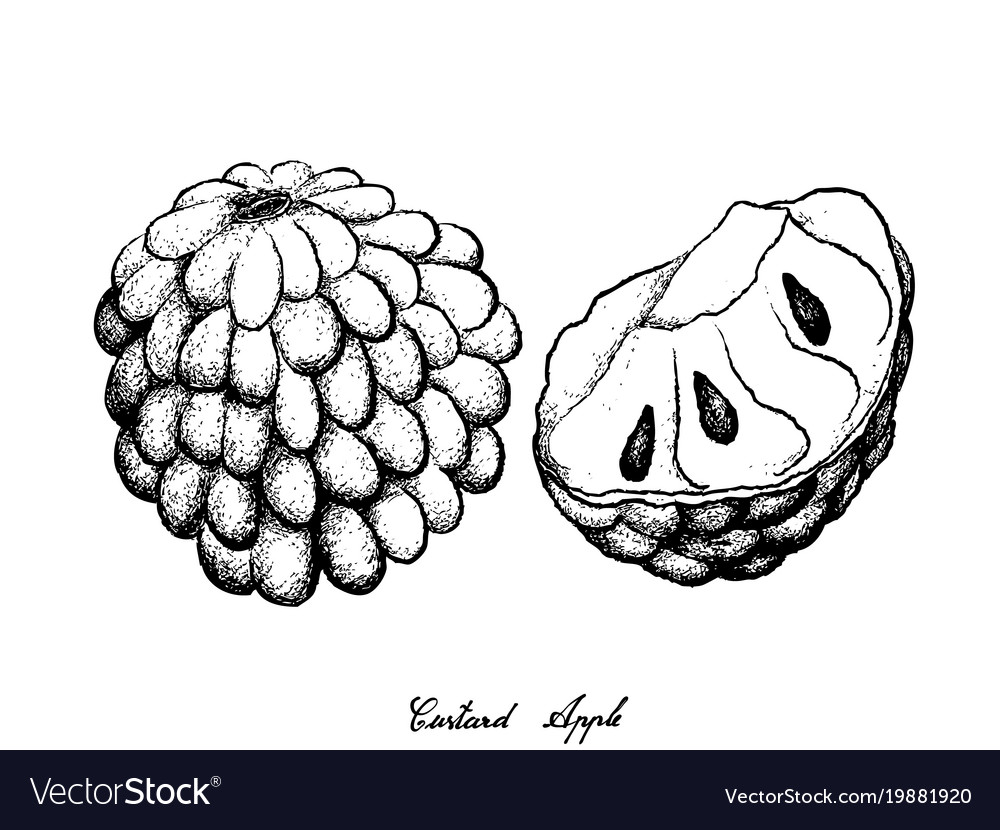 Hand Drawn Of Ripe Custard Apple On White Backgrou Vector Image