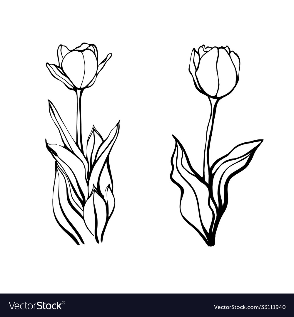 A hand-drawn set tulipsa tulip flower Royalty Free Vector