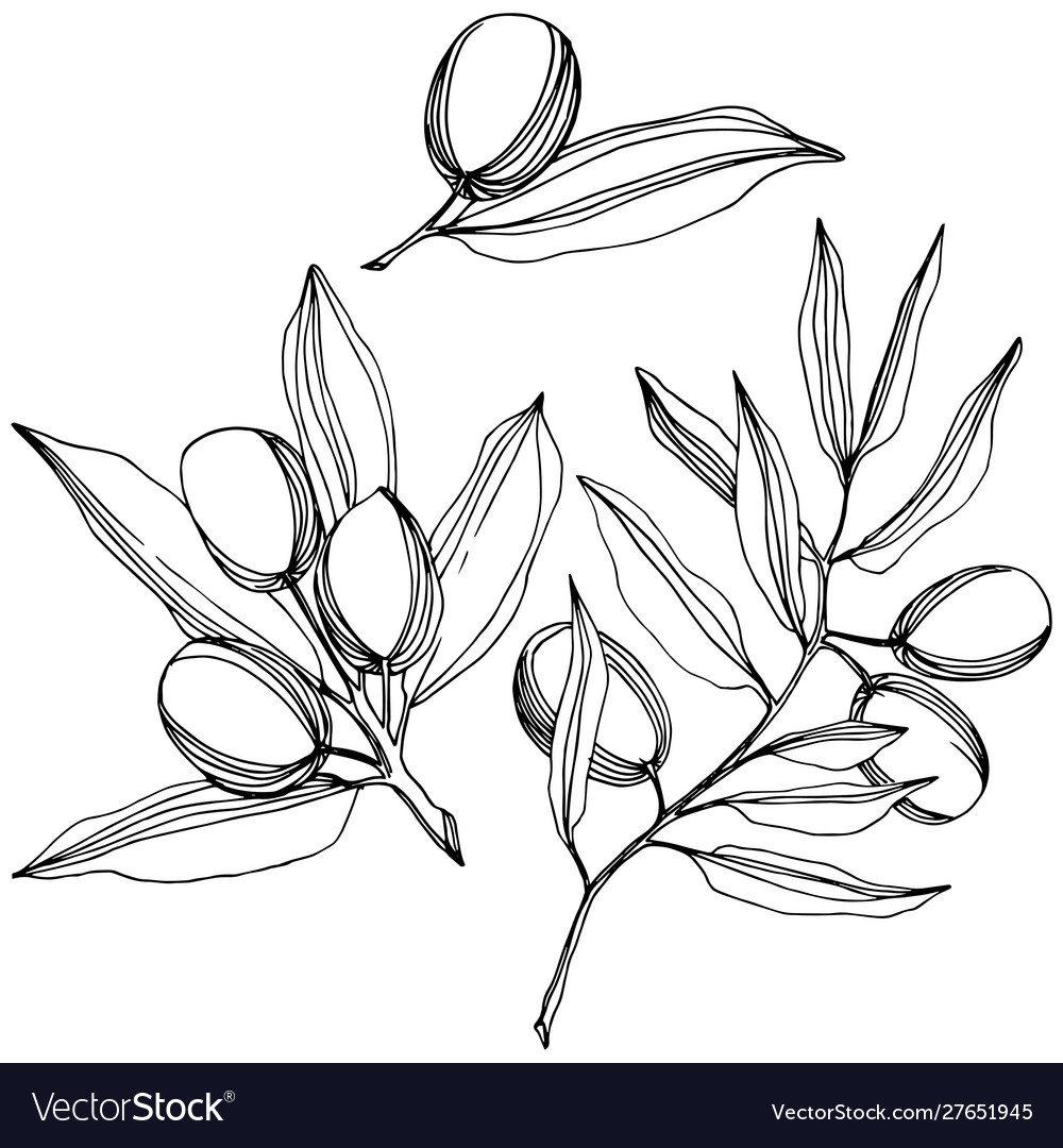 Olive Tree In A Style Isolated Black Royalty Free Vector