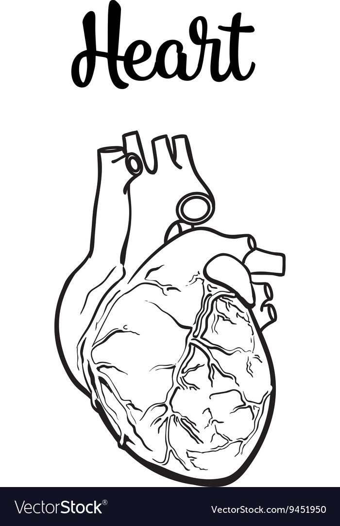 Anatomical human heart Royalty Free Vector Image