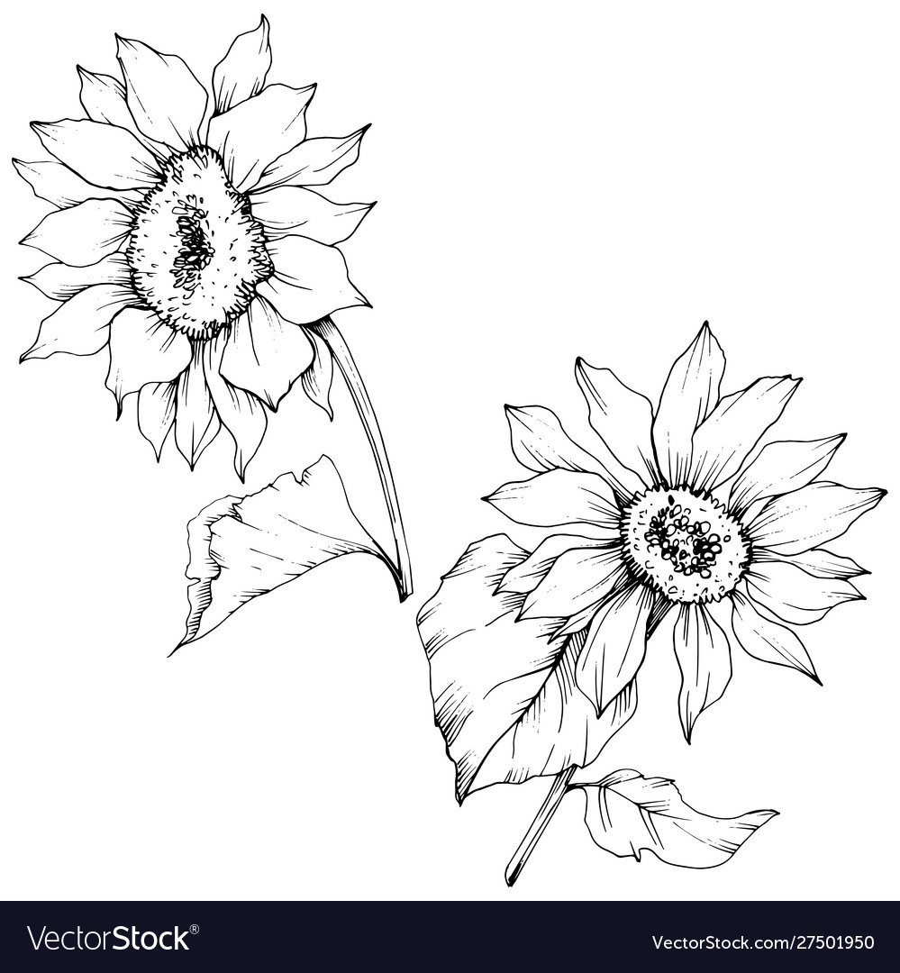 Sunflower floral botanical flowers black Vector Image