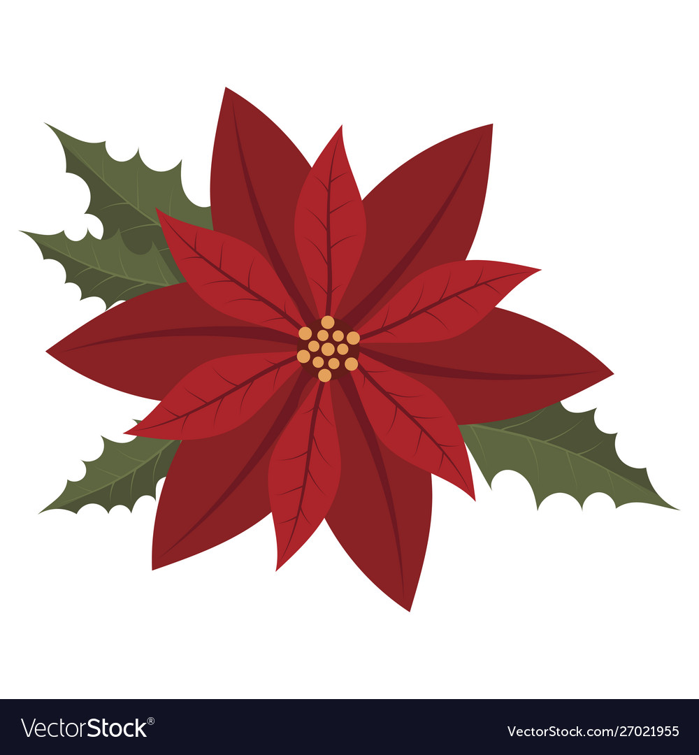 Flower poinsettia cartoon christmas flower Vector Image