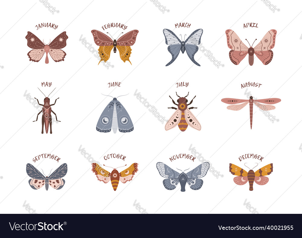 Insects in boho style with months alchemy Vector Image