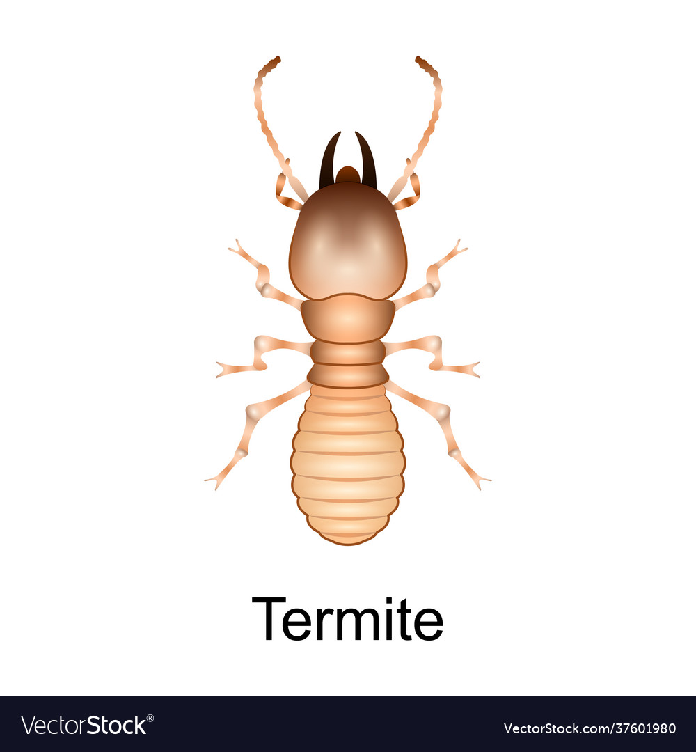 Beetle termite iconrealistic icon Royalty Free Vector Image