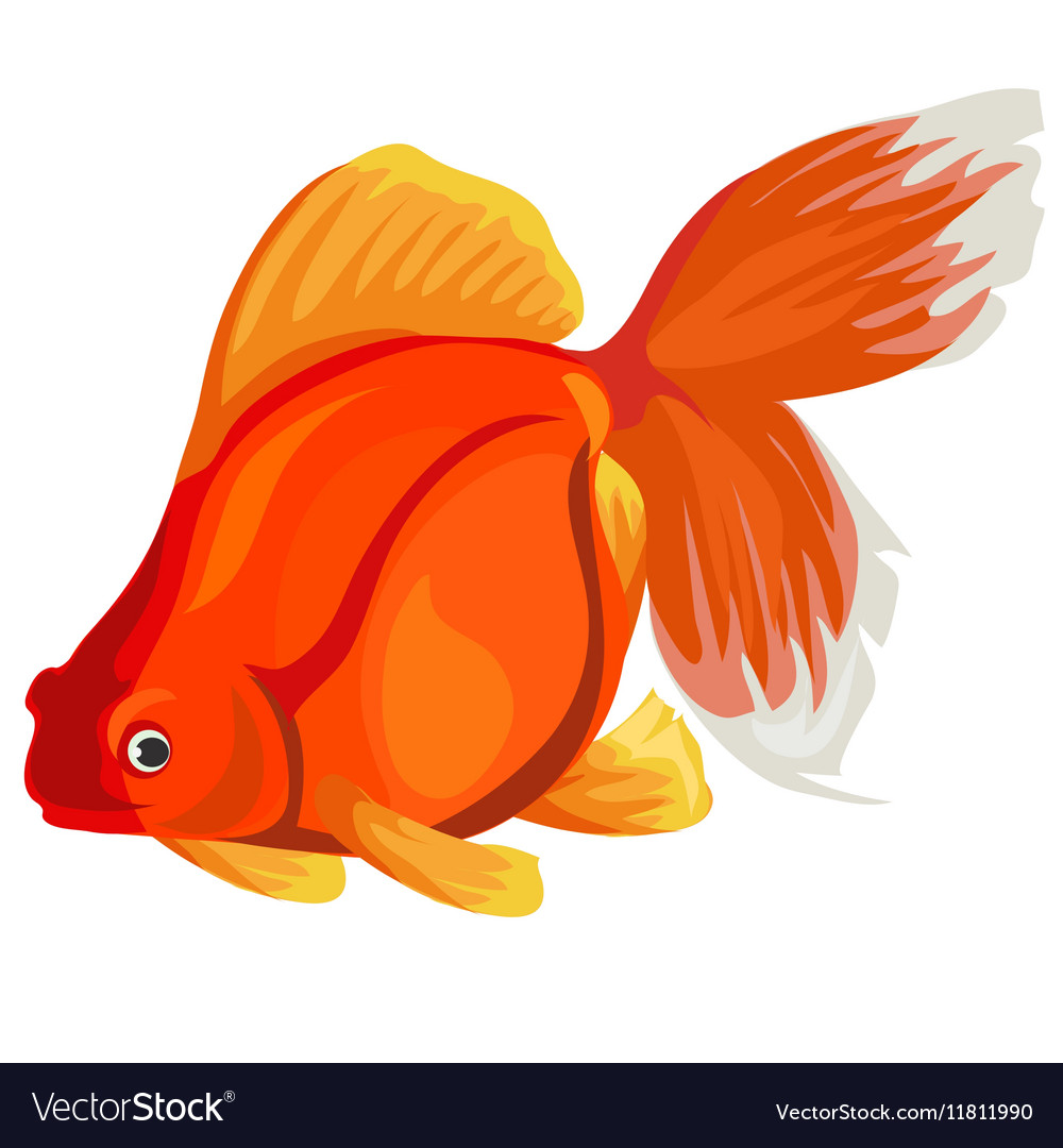 Golden fish on a white background Royalty Free Vector Image