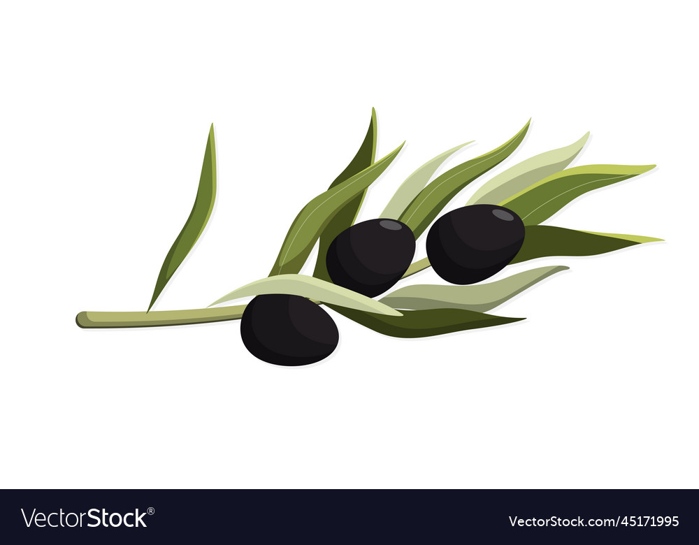 A sprig of black olive Royalty Free Vector Image