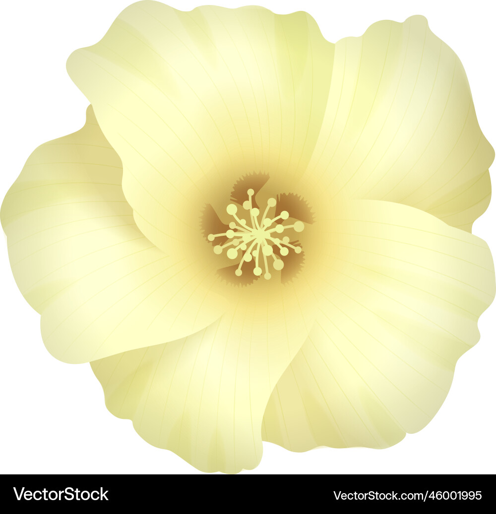 Cotton flower realistic composition Royalty Free Vector