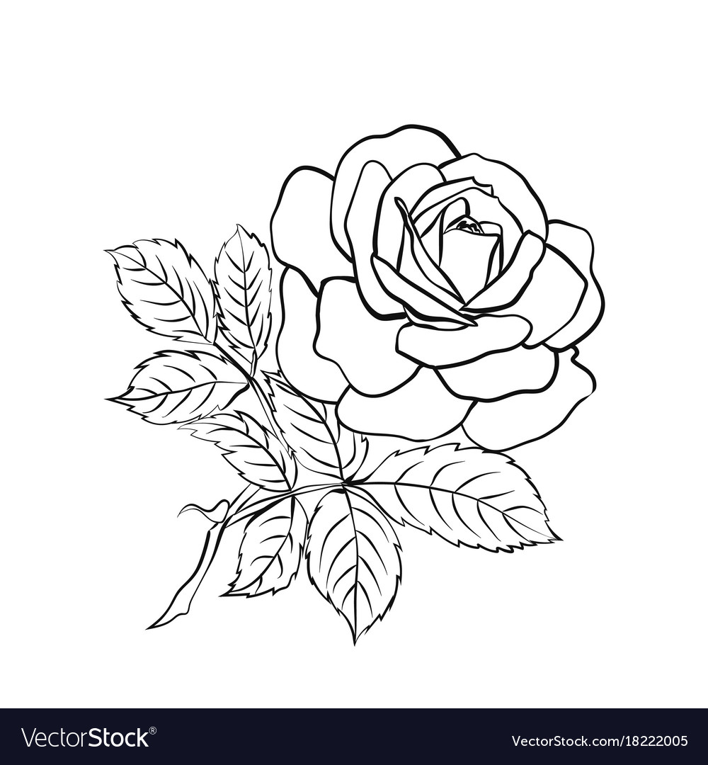 Rose sketch on white background Royalty Free Vector Image