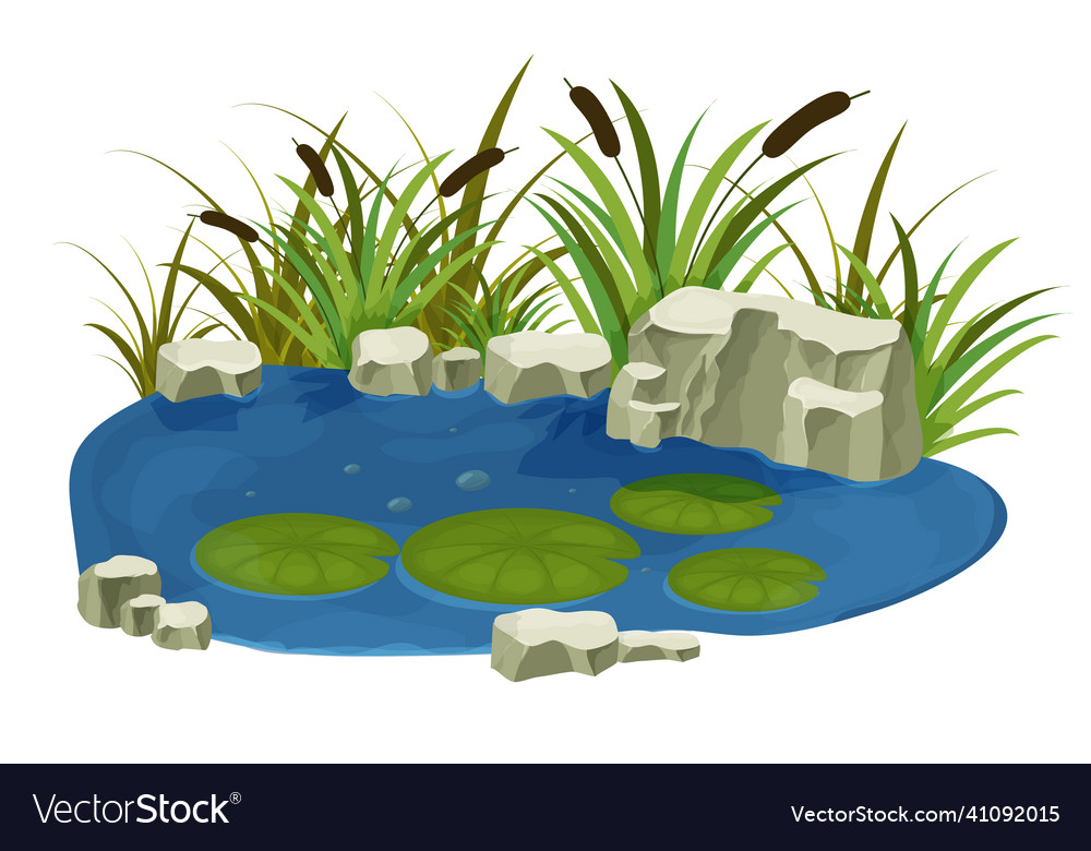 Lake swamp with stones bulrush lily leaves Vector Image