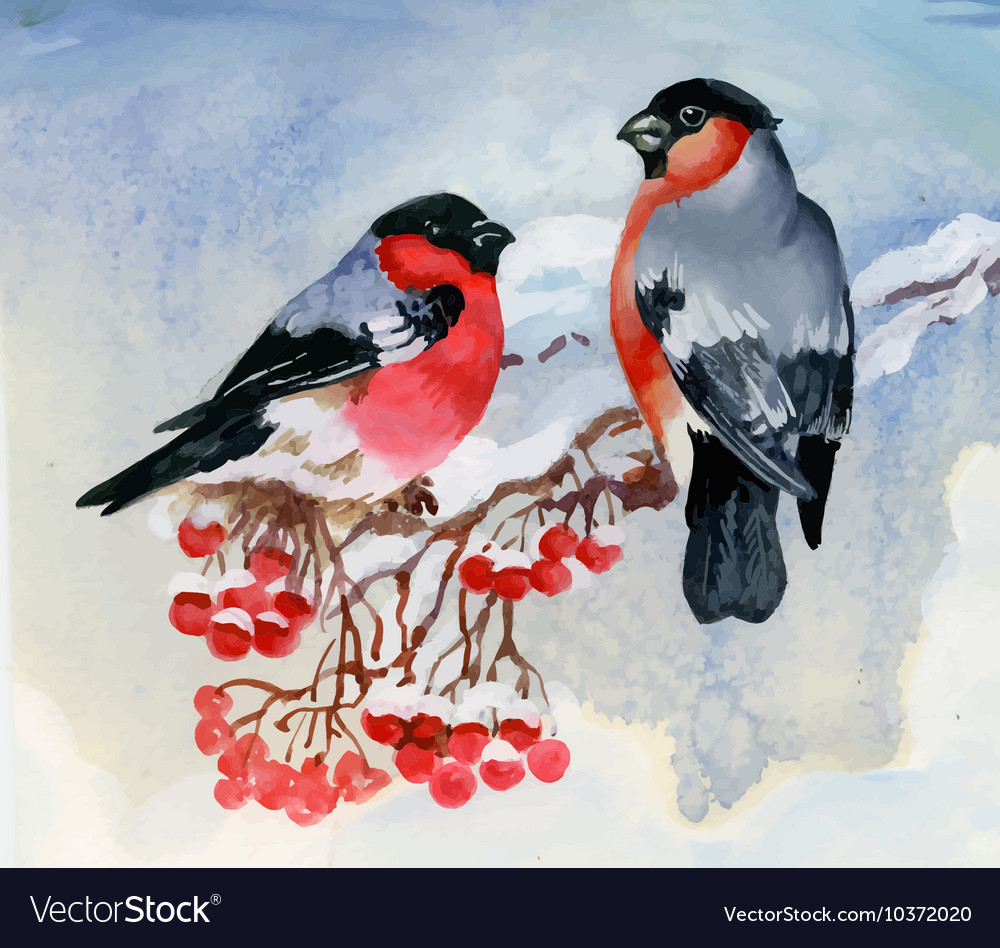 Bullfinch Birds On Snowy Tree Branch Watercolor Vector Image
