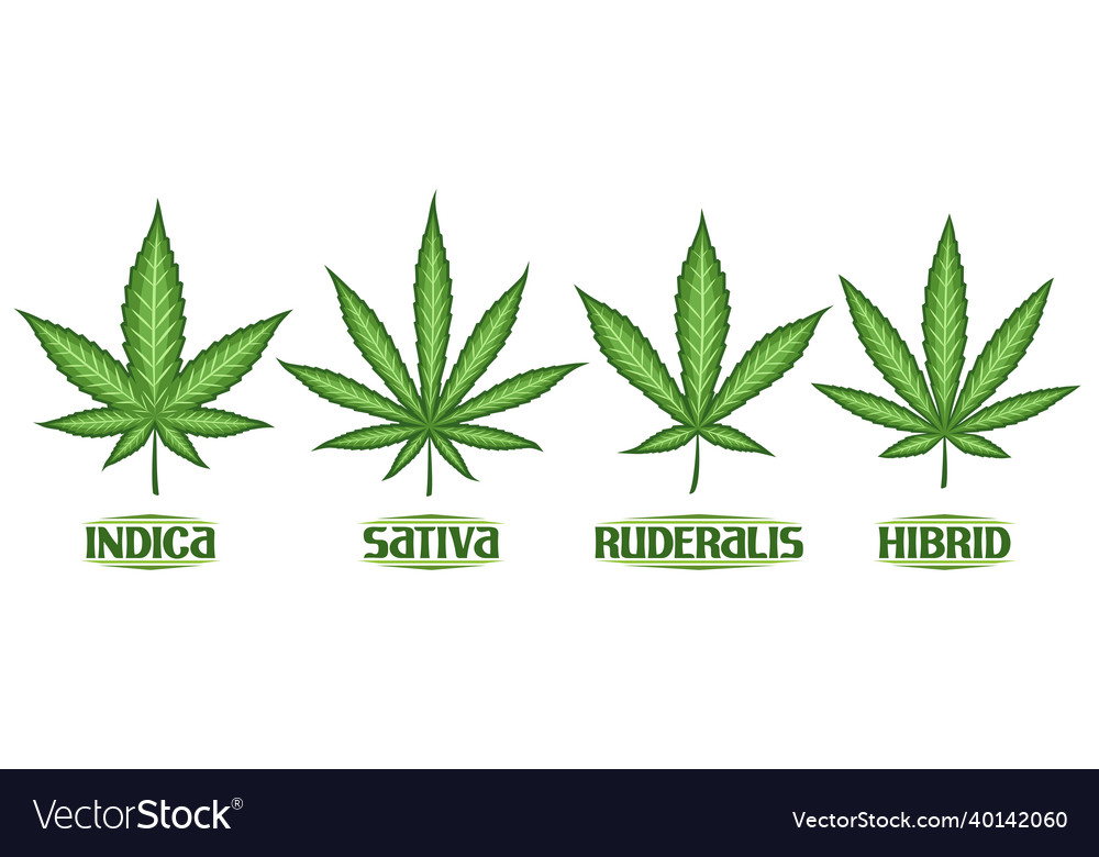 Cannabis leaves set vector image Cannabis leaves set