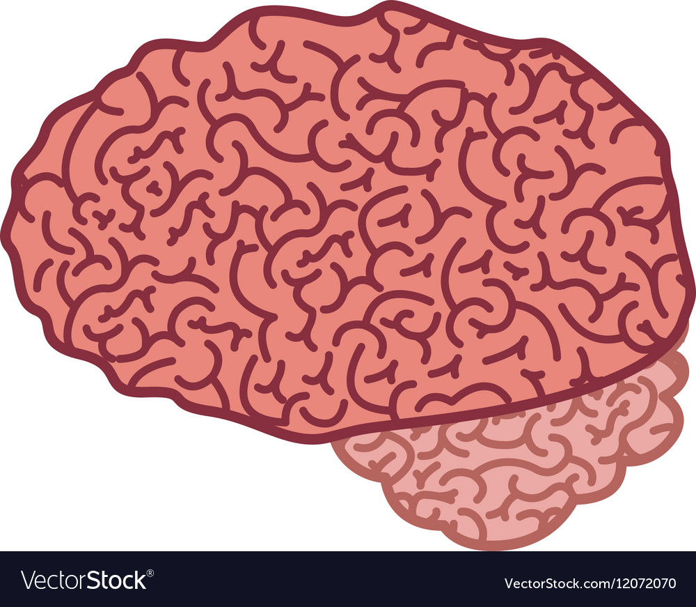 Brain silhouette color with side view Royalty Free Vector