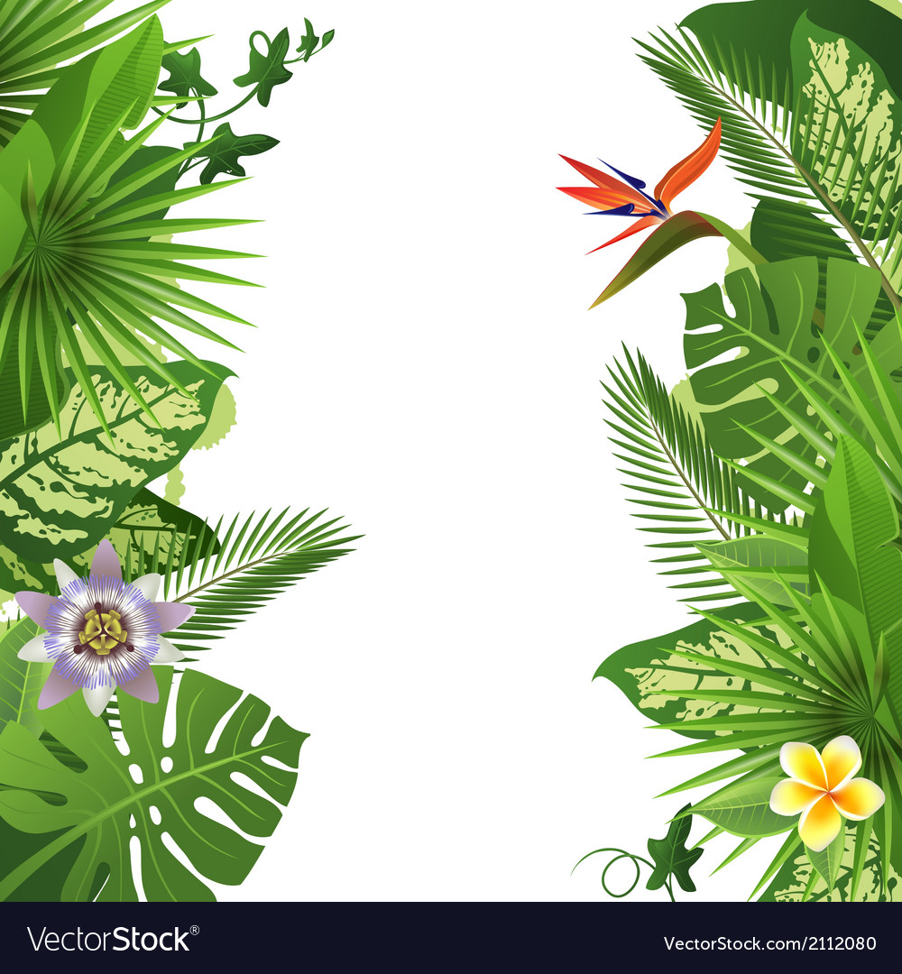 Tropical background Royalty Free Vector Image - VectorStock