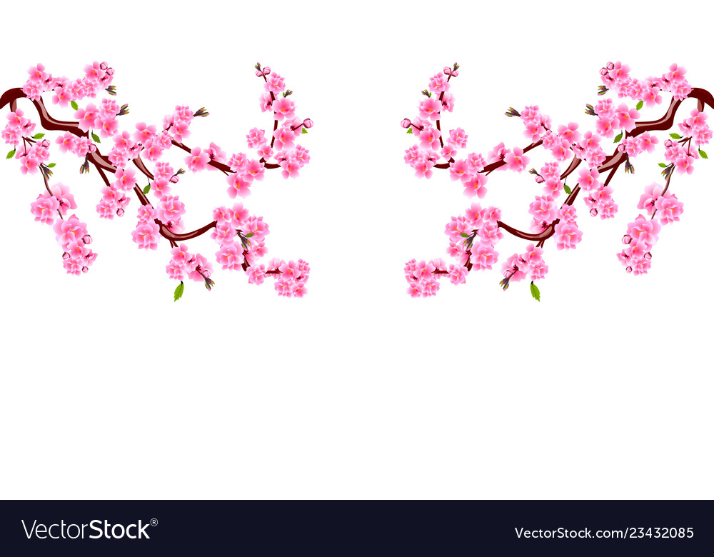 Sakura branches with purple flowers cherry Vector Image