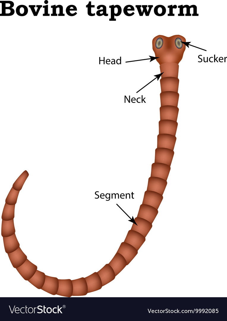 the-structure-of-bovine-tapeworm-royalty-free-vector-image