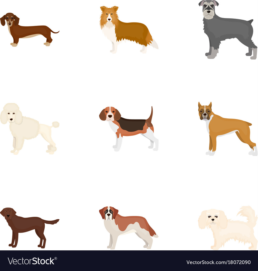 Animal domestic dachshund and other web icon Vector Image