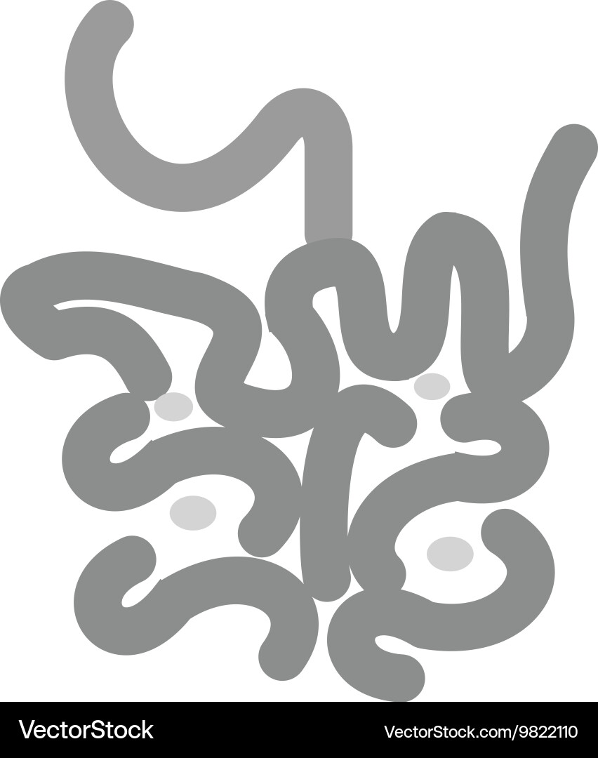 Small Insetine Vector Small intestine Royalty Free Vector Image - VectorStock