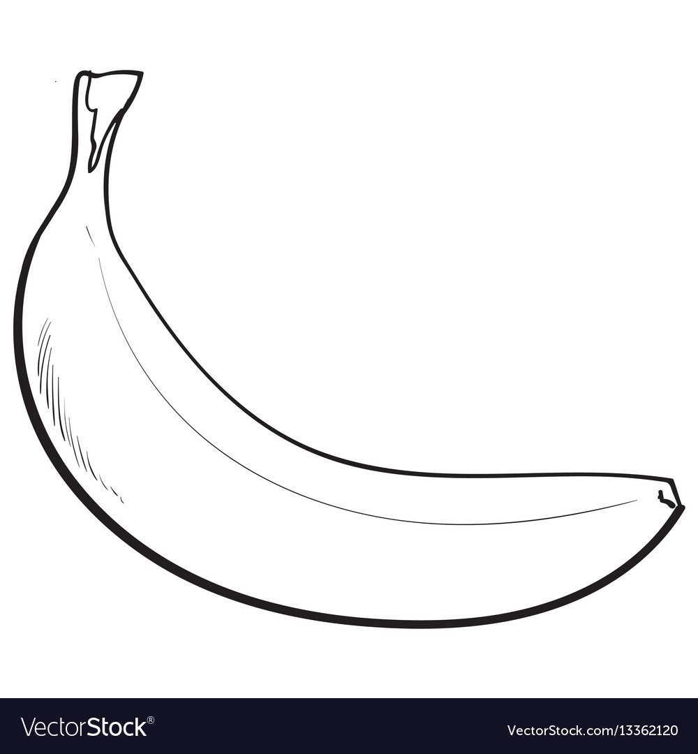 One unopened unpeeled ripe banana sketch style Vector Image