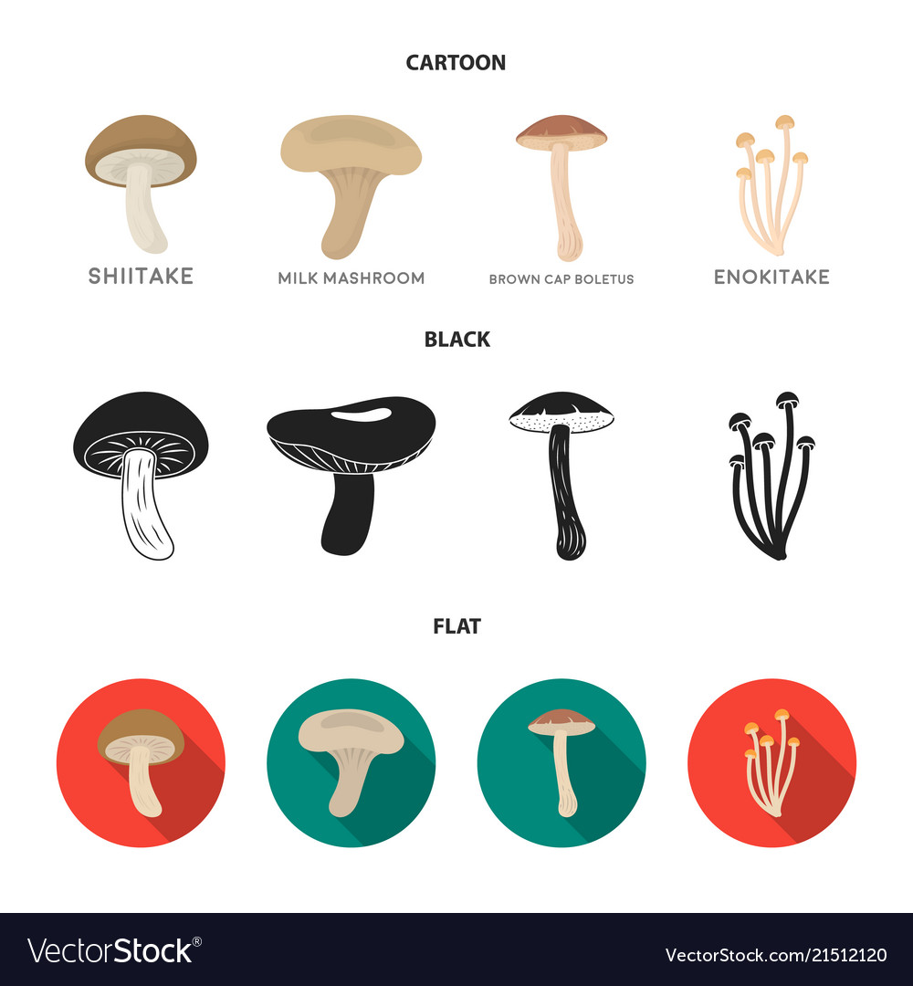 Shiitake Brown Cap Boletus Enokitake Milk Set Vector Image