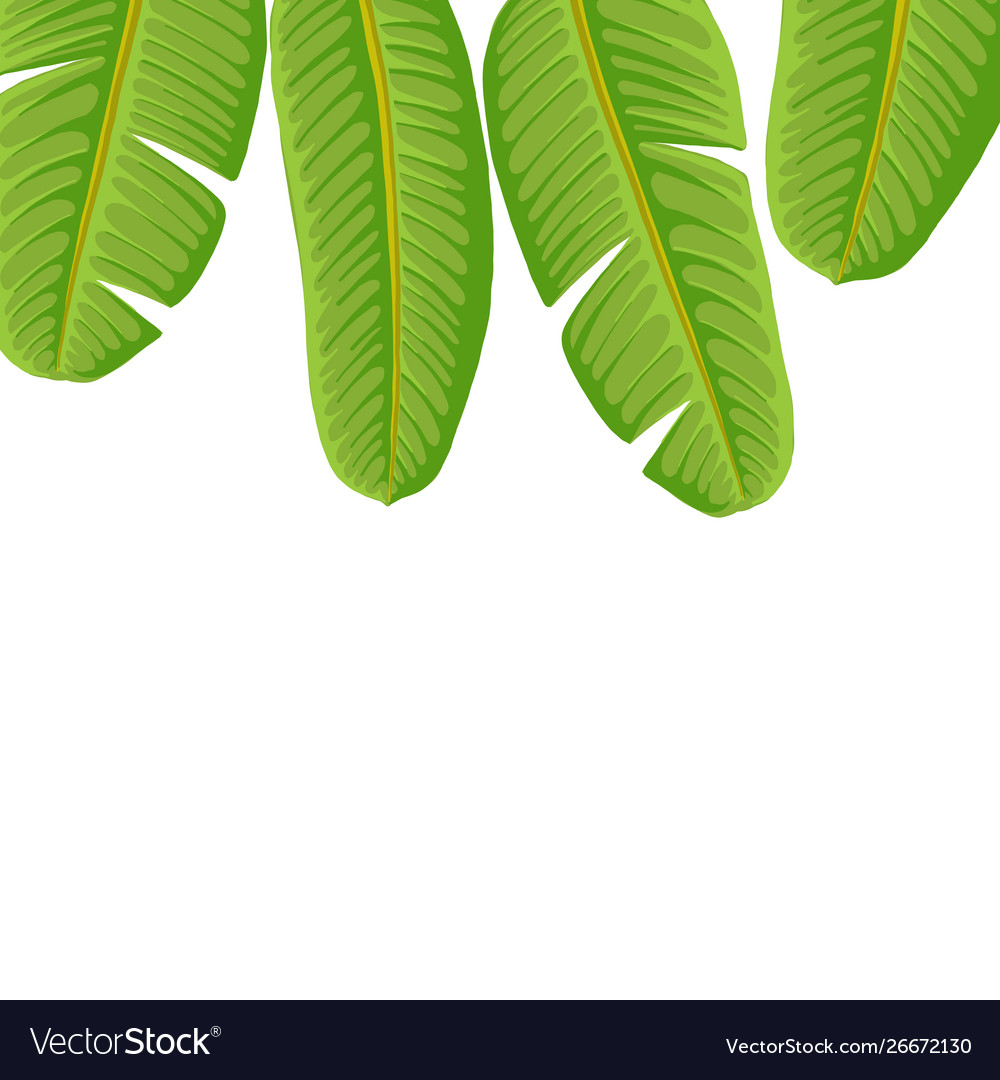 Hand drawn tropical leaves set isolated on white background. Palm fronds,  monstera and different shapes of plants in black sketch and chalk  texture.:: tasmeemME.com