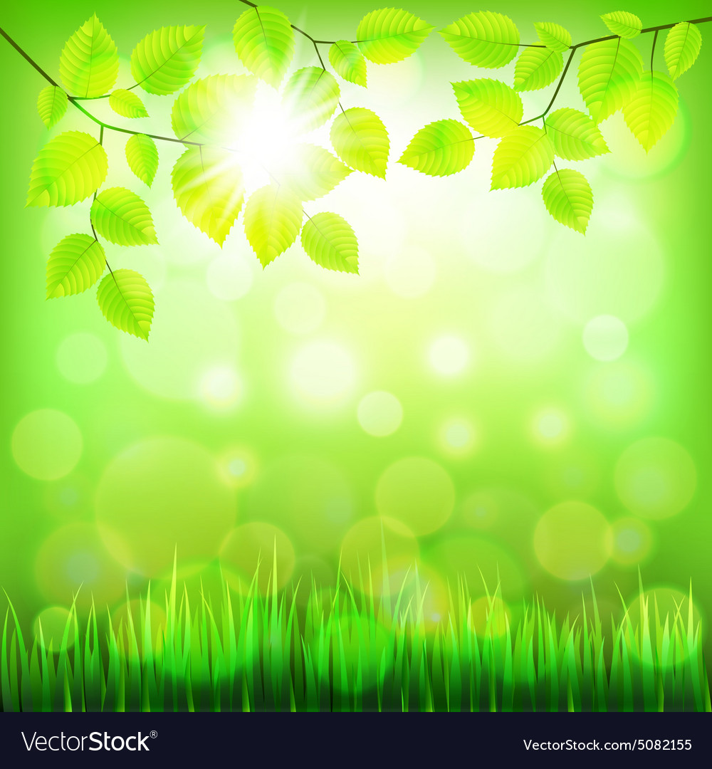 Summer nature background with green foliage Vector Image