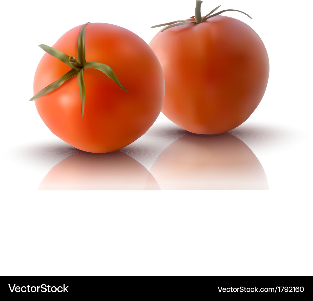 Red tomatoes Royalty Free Vector Image - VectorStock