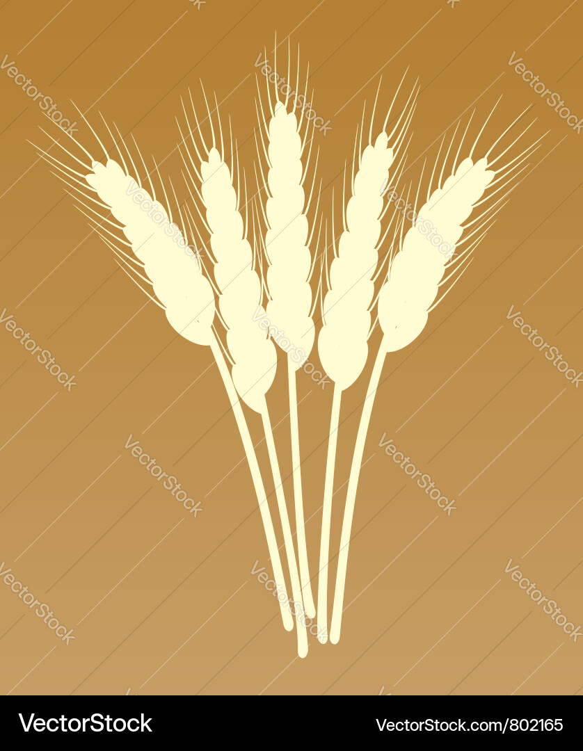 Wheat ears Royalty Free Vector Image - VectorStock