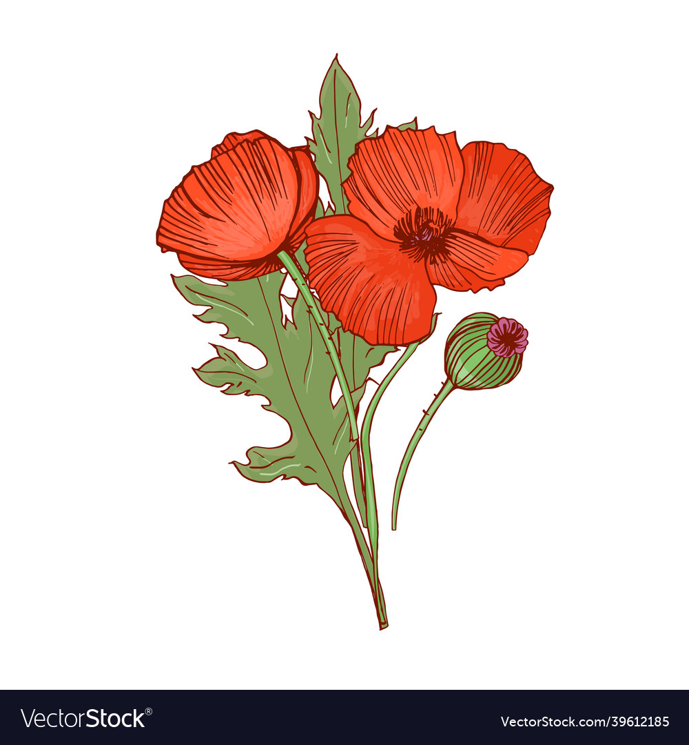 Blossomed and unblown poppy buds red flowers Vector Image