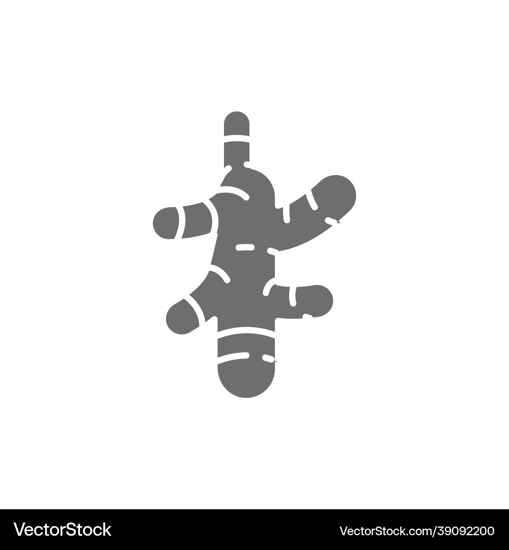 Ginger turmeric spice grey icon isolated Vector Image