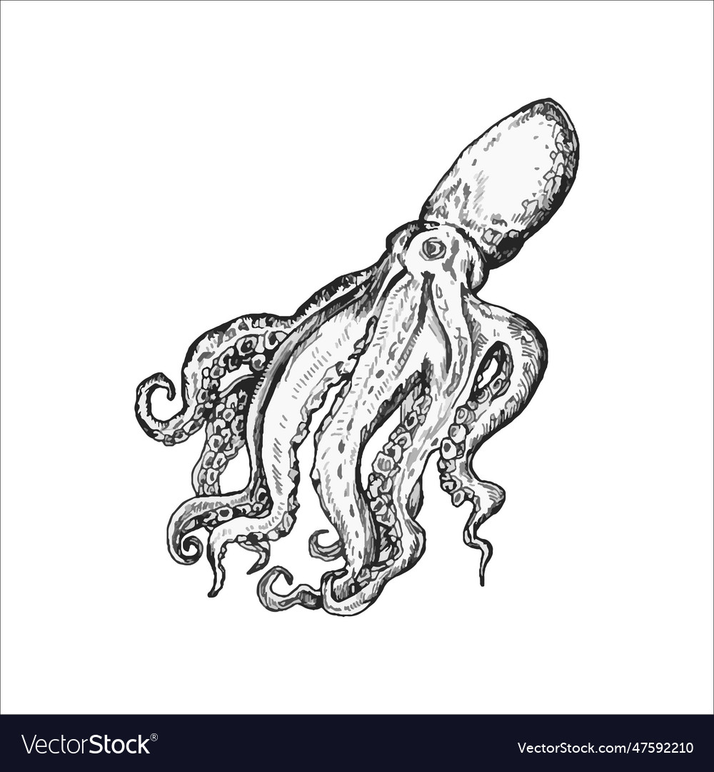 Handdrawn octopus drawing Royalty Free Vector Image