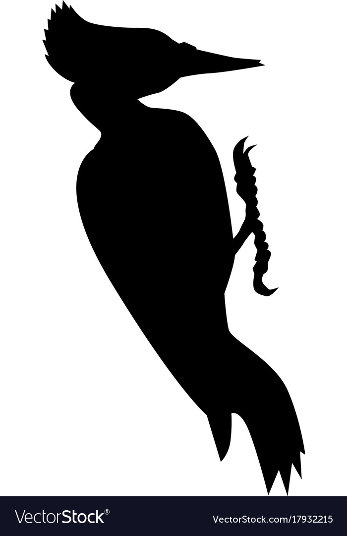 Silhouette of black woodpecker Royalty Free Vector Image