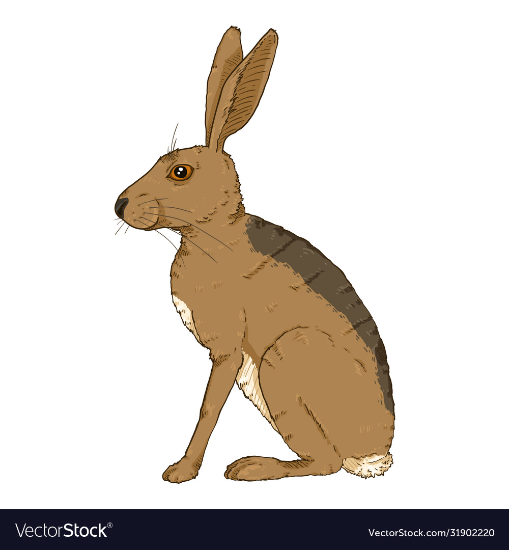 Cartoon Sitting Hare Royalty Free Vector Image