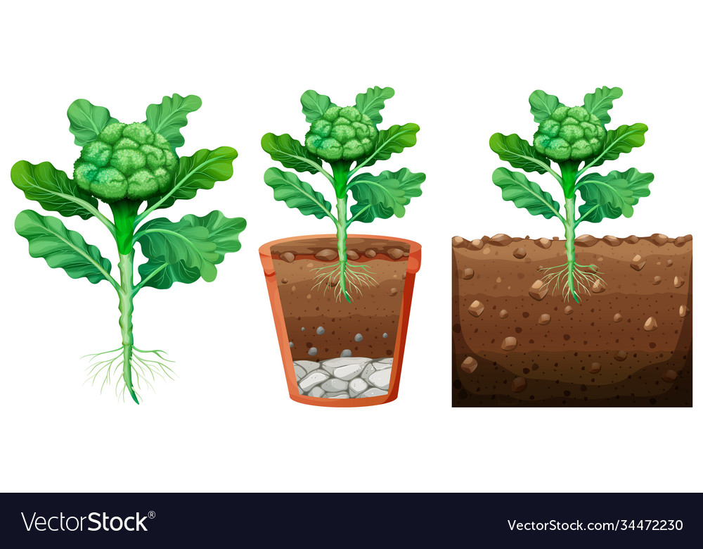 Set broccoli plant with roots isolated on Vector Image