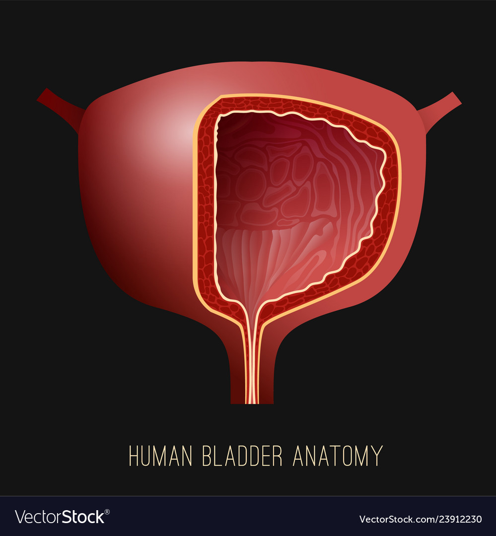 Urinary bladder image Royalty Free Vector Image