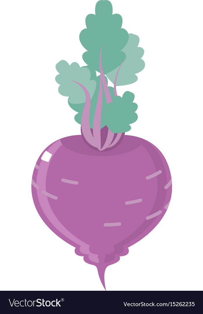 Beet Royalty Free Vector Image - VectorStock