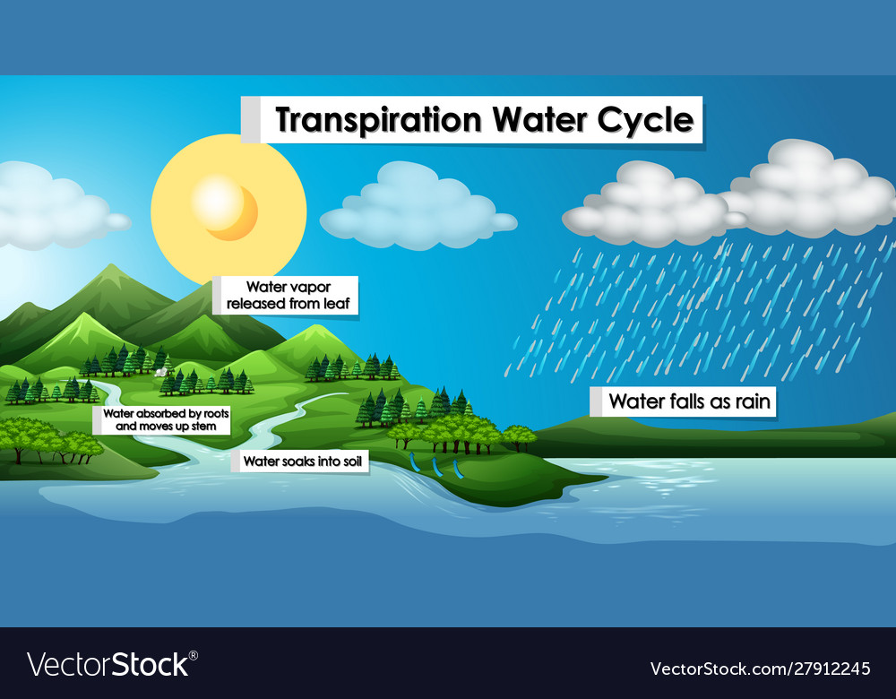 Vector schematic representation of the water cycle in nature. Illustration  of diagram water cycle. Cycle water in… | Water cycle, Water cycle diagram, Cycle  drawing