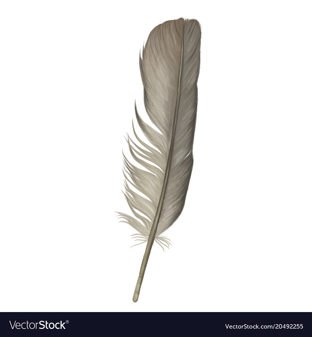 Colorful feather hand drawn collection Royalty Free Vector