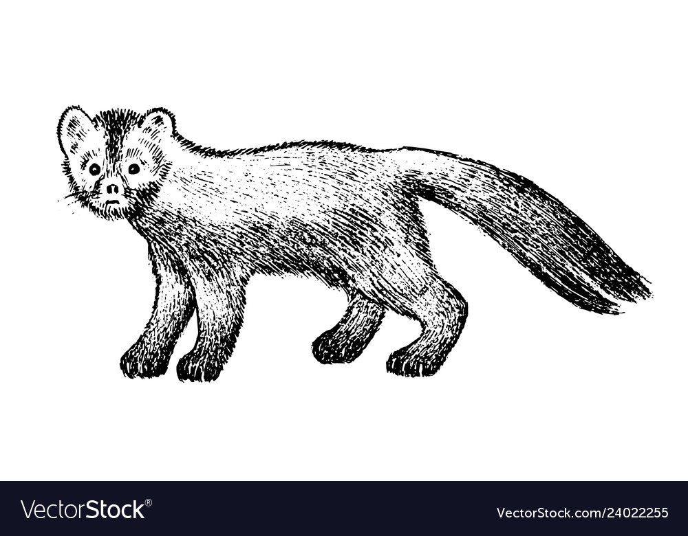 Wild sable forest animal symbol of the north Vector Image Wild sable forest animal symbol of the north Vector Image