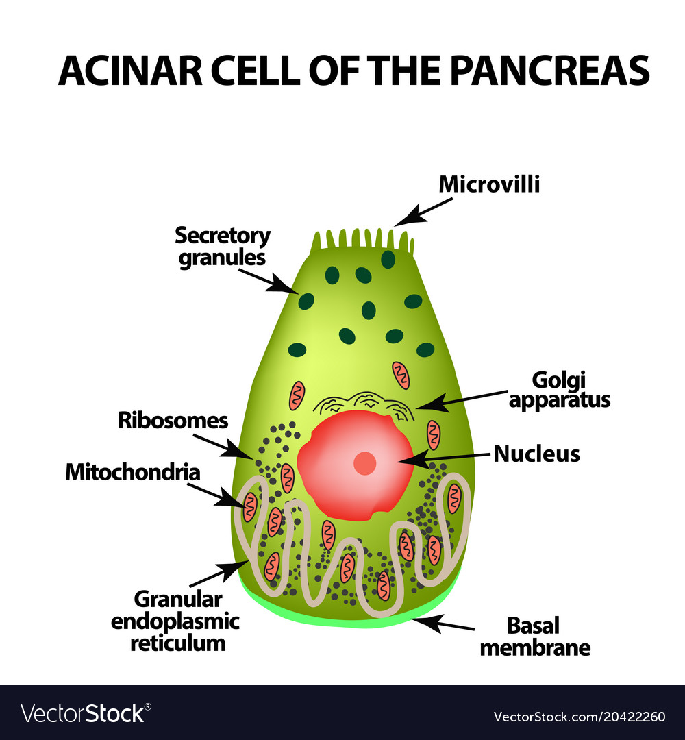 Acinar cell pancreas acinus infographics Vector Image