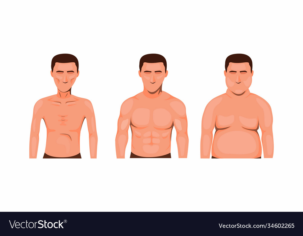 Valiente Bloquear descanso Man body type skinny fat and muscle Royalty Free Vector