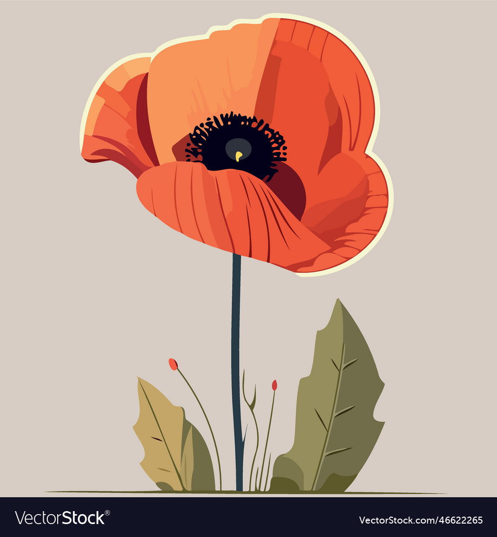 One red poppy flower Royalty Free Vector Image