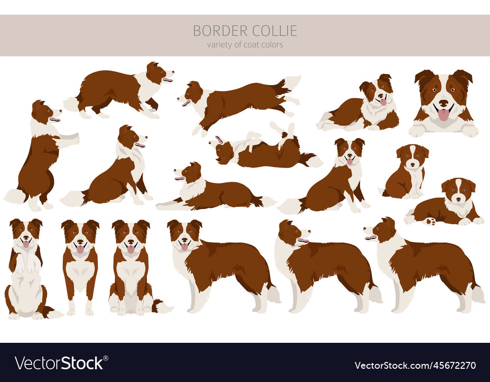 Border collie dog clipart all coat colors set