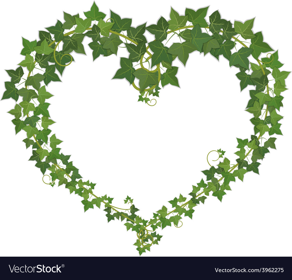 Ivy heart Royalty Free Vector Image - VectorStock