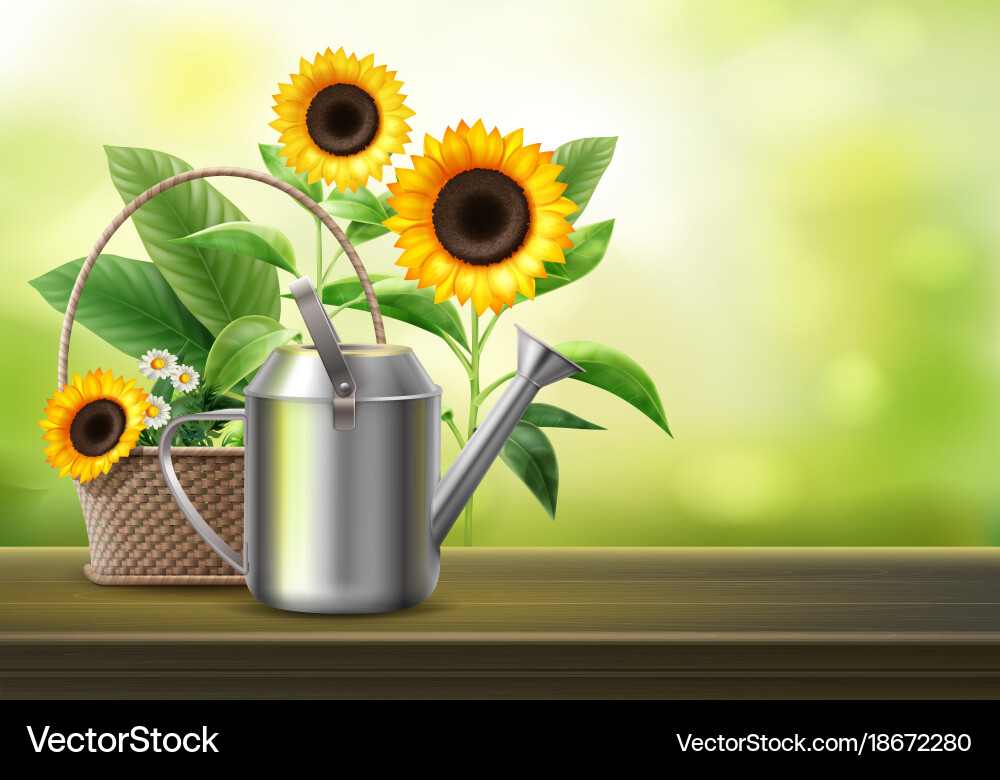 Watering can and sunflowers Royalty Free Vector Image