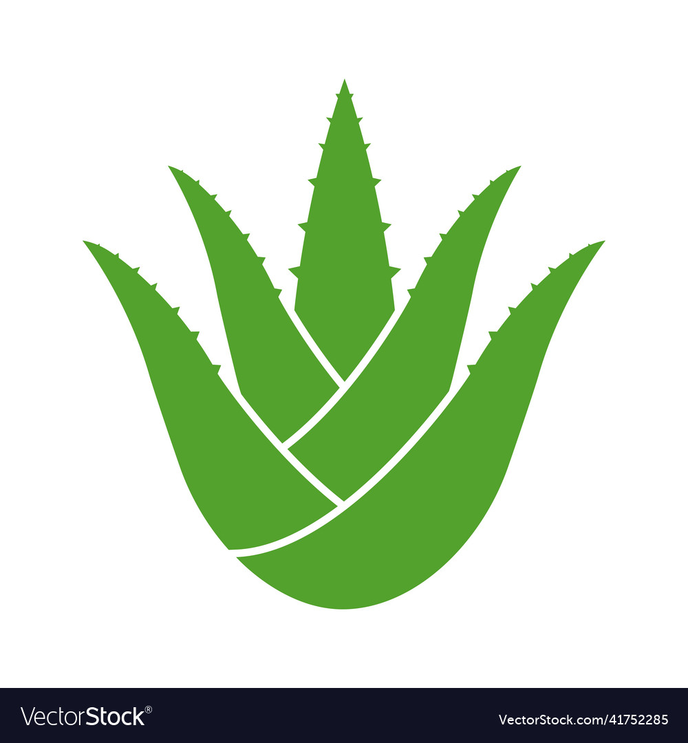 Aloe vera is a succulent herbaceous plant Vector Image